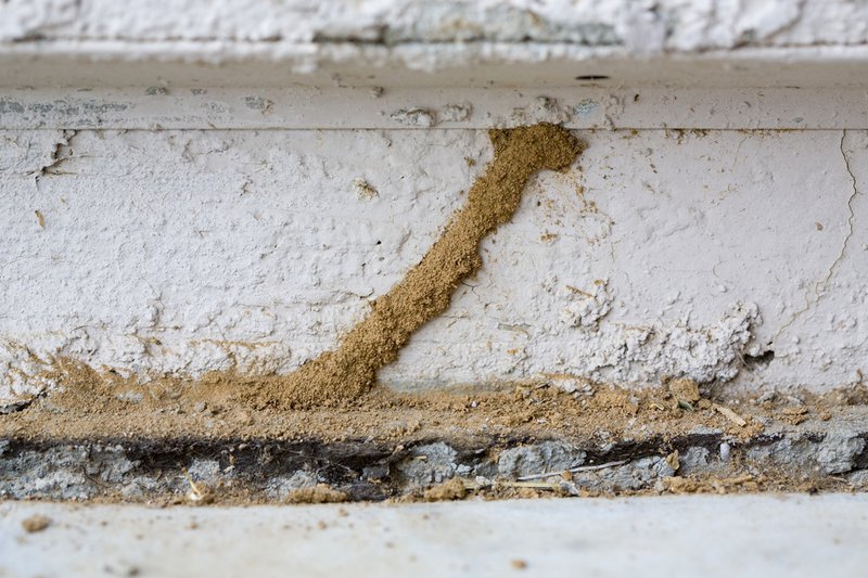termites