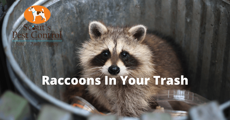 fall pest control-raccoons