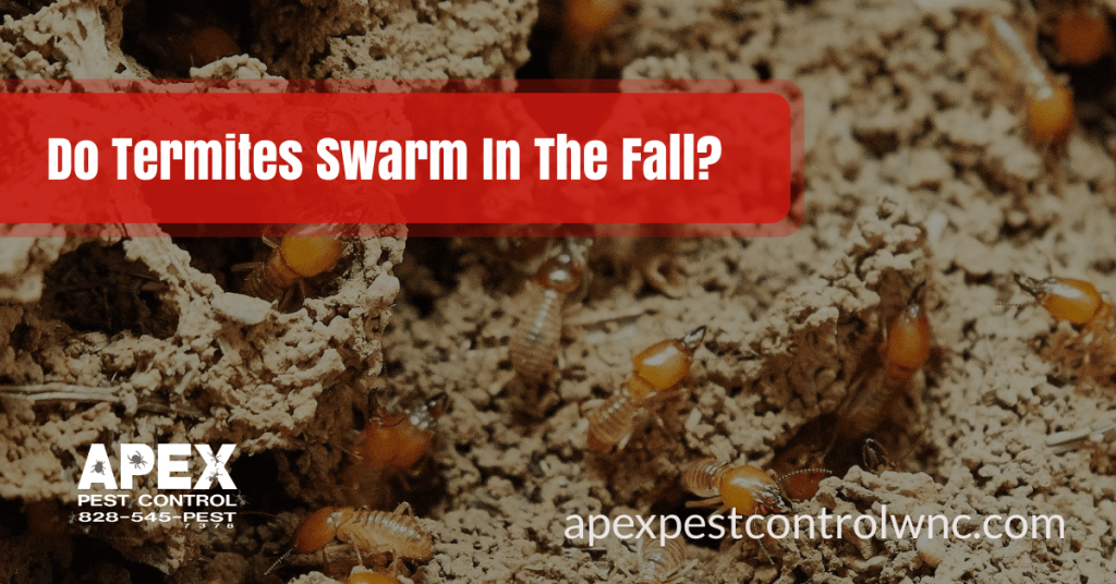 Do Termites Swarm In The Fall