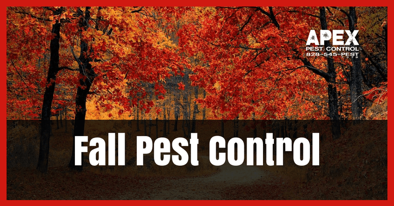 fall pest control