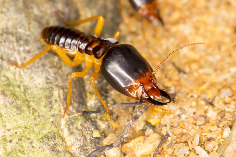 are termites active in winter