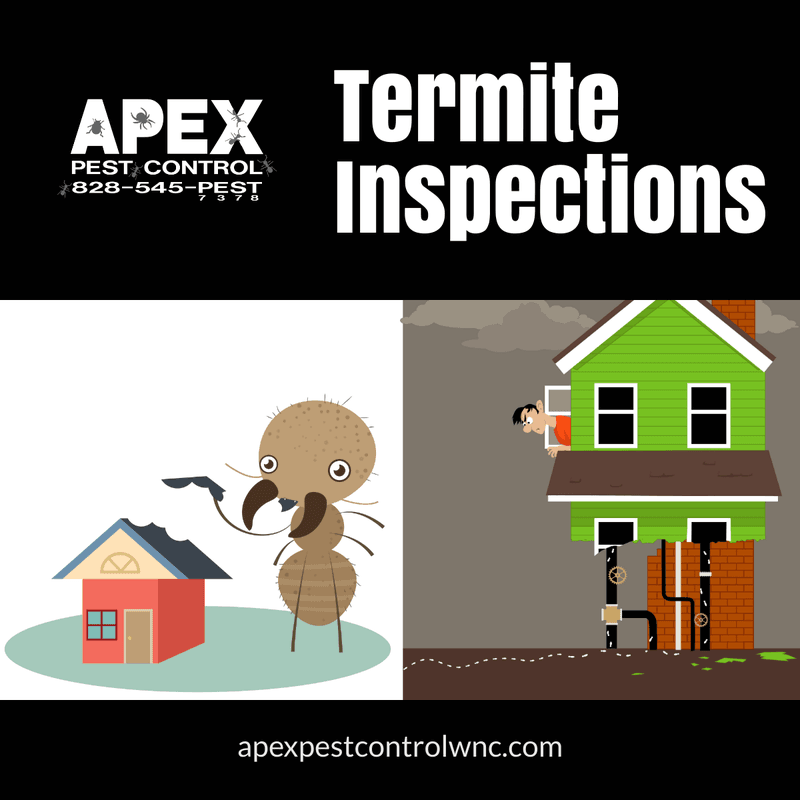 termite inspections