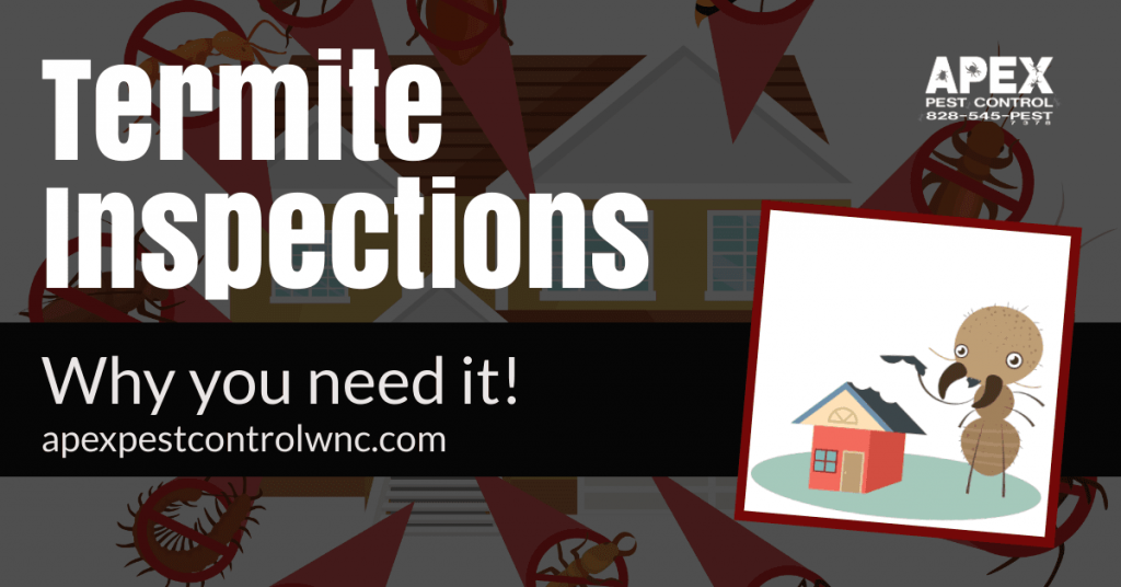 Why You Need A Termite Inspection and Renewal