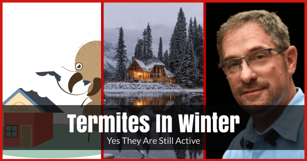Are Termites Active In Winter