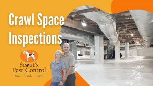 cl-100 termite inspection