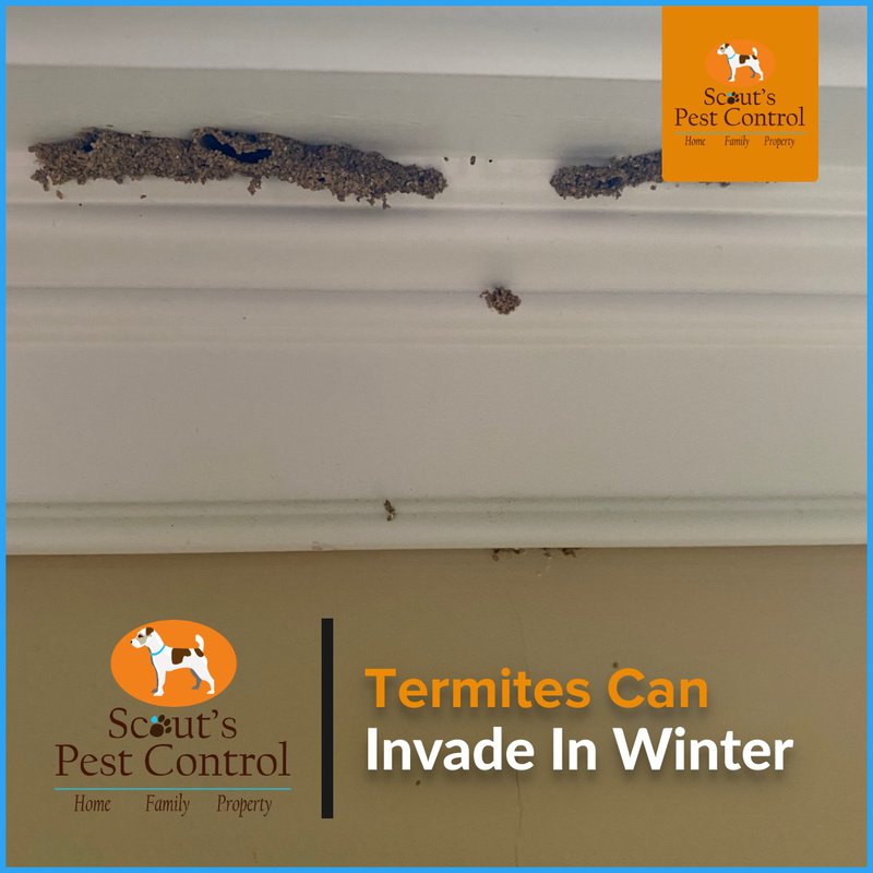 termites in winter