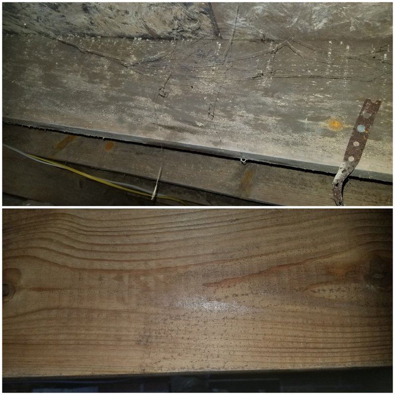 crawl space mold