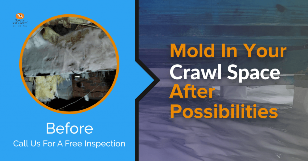 Crawl Space Mold, Rot and Fungus