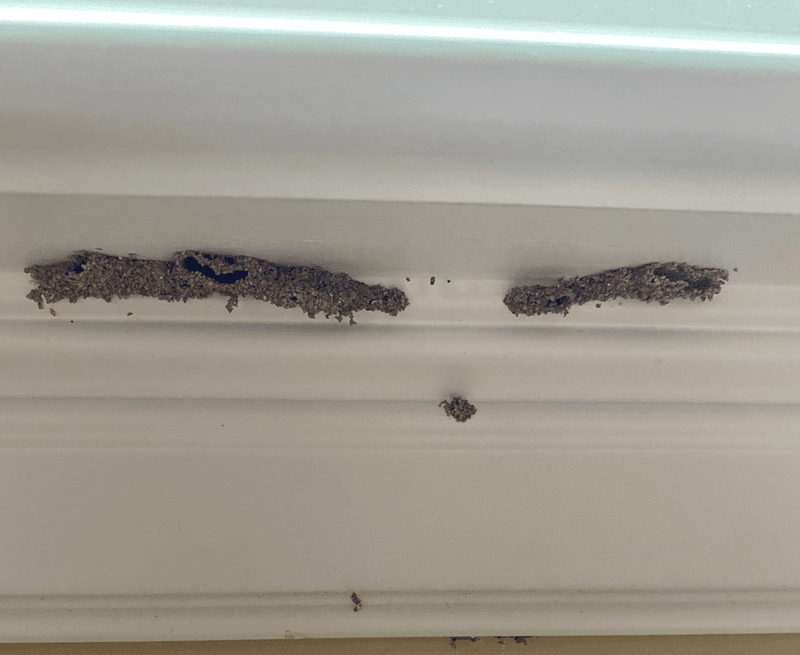 termite tubes