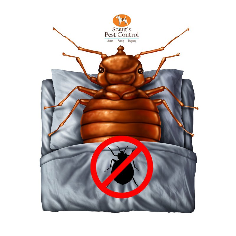 destroy bed bugs