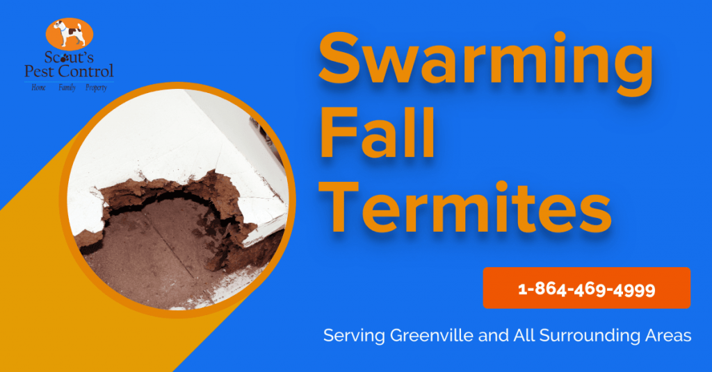 Do Termites Swarm In The Fall Season?