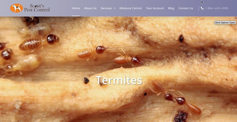 pest control marketing