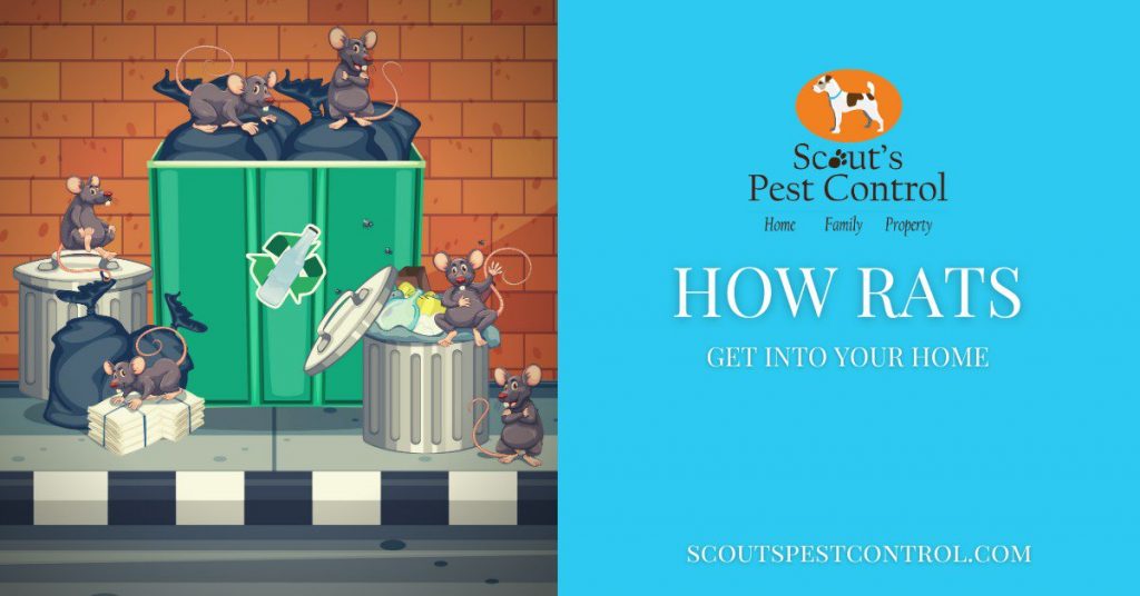 how do rats get into your home