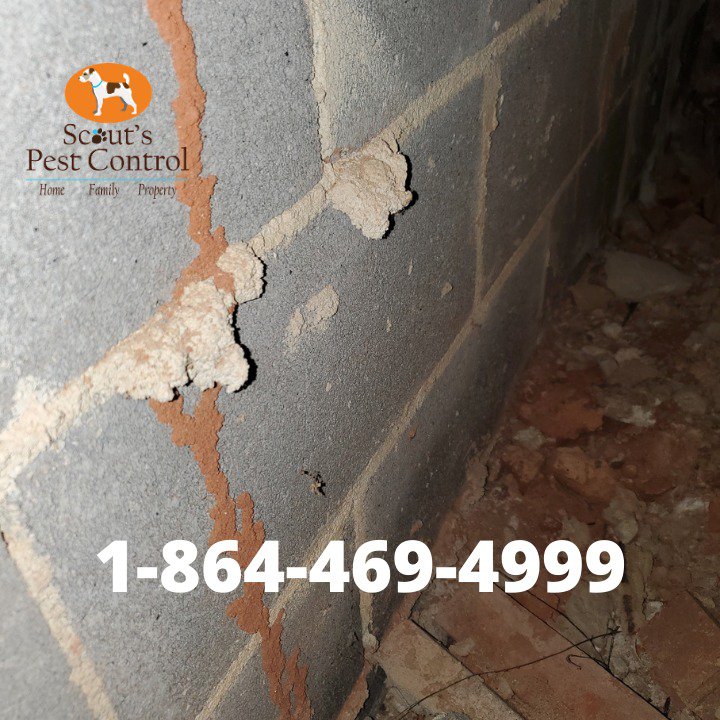 termite bonds and termite renewals