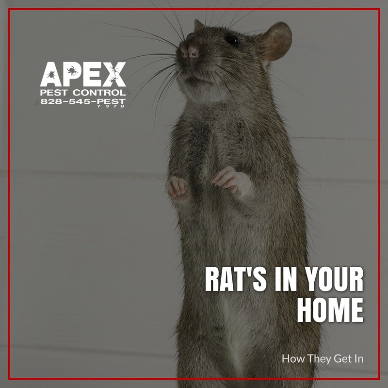 rats in your home