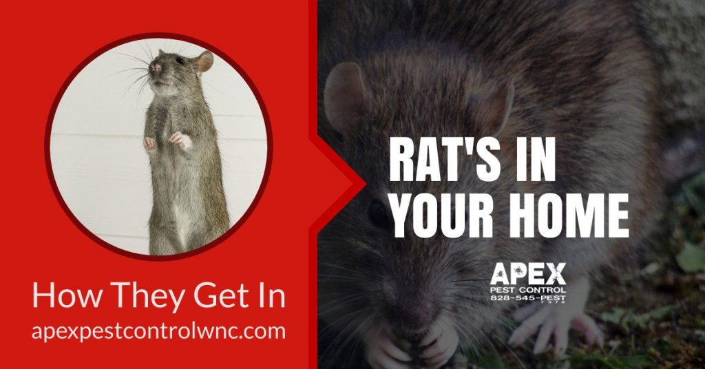 How Rats Get Into Your Home