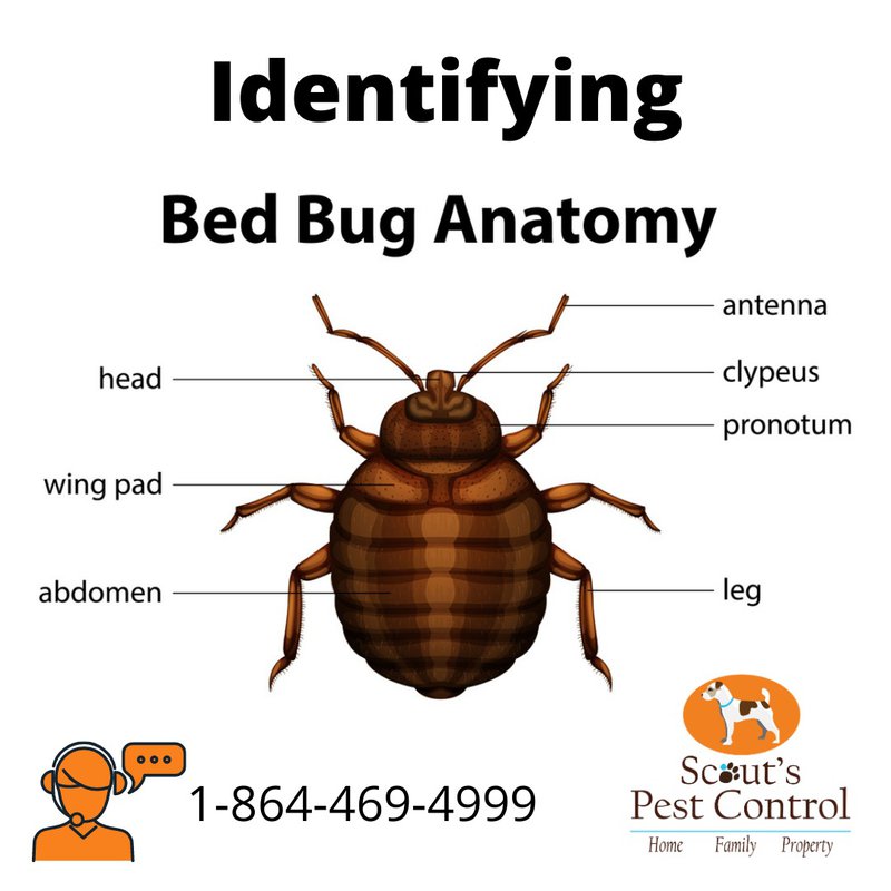 bed bugs