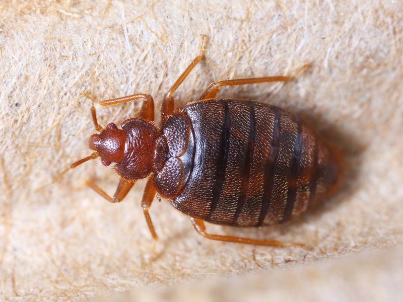 Does Bed Bug Heat Treatment Work