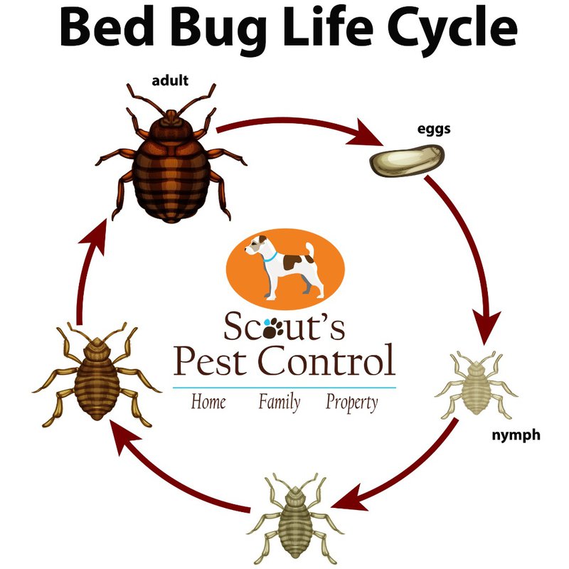 bed bug heat treatment destroys the bed bug life cycle