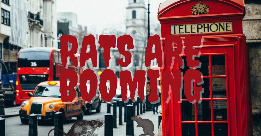 London’s Rat Population Booms in Lockdown