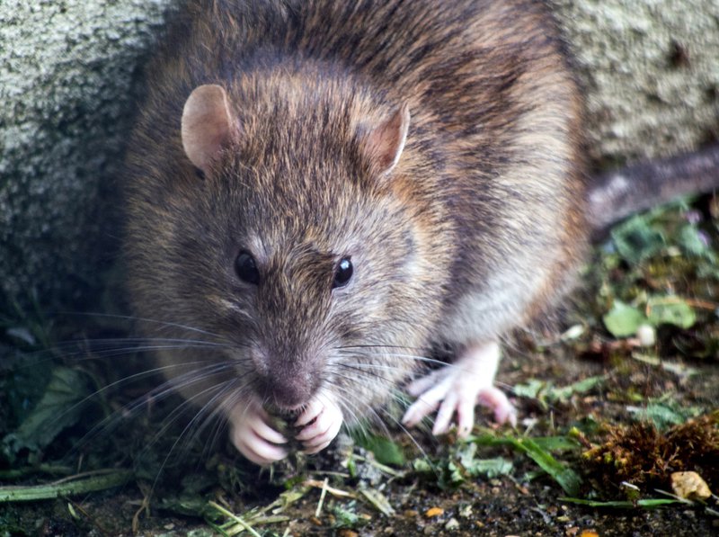 rat population