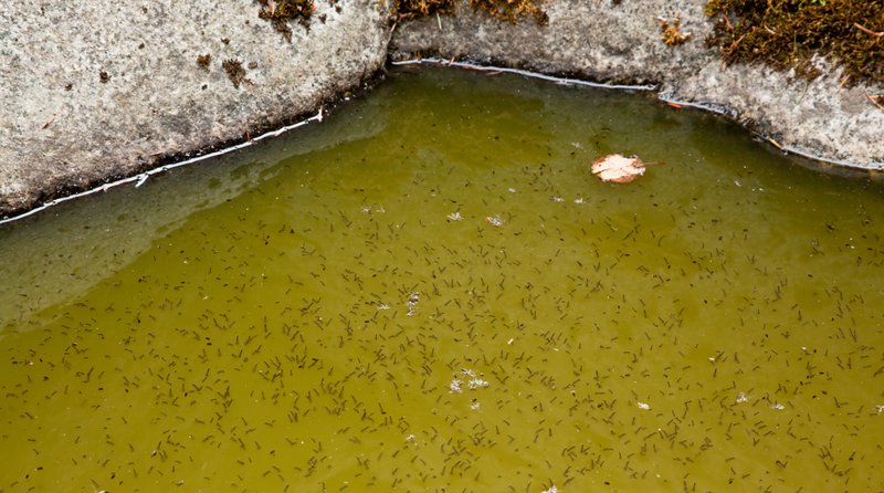 A natural rock pool of stagnant green water is full of mosquito larva with some dead mosquitoes floating on the surface.