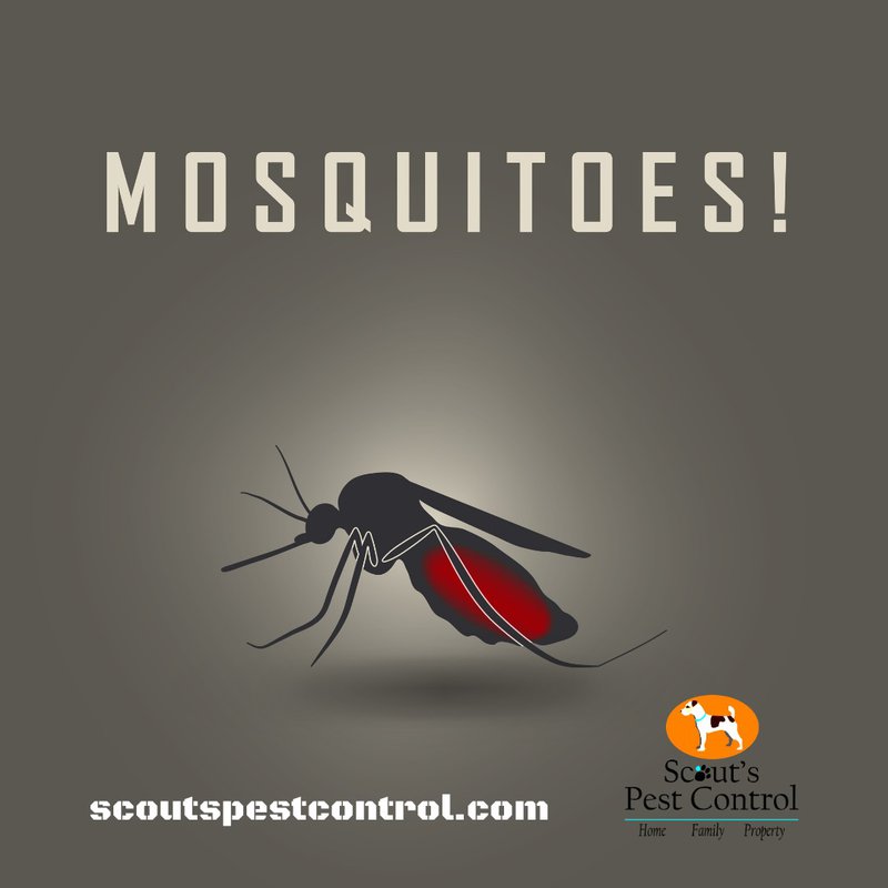 mosquitoes