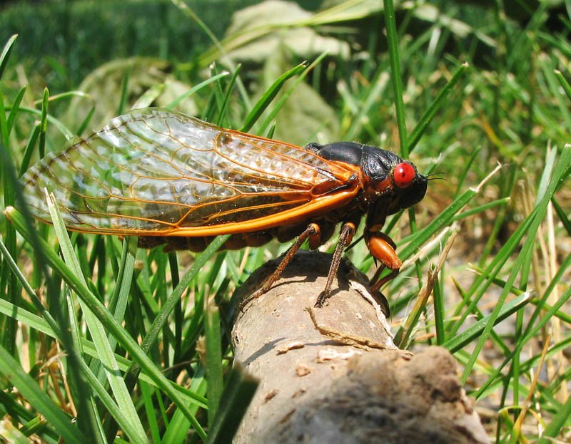cicadas brood x