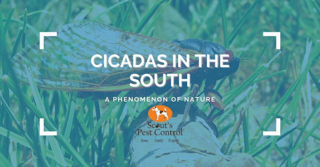 cicadas