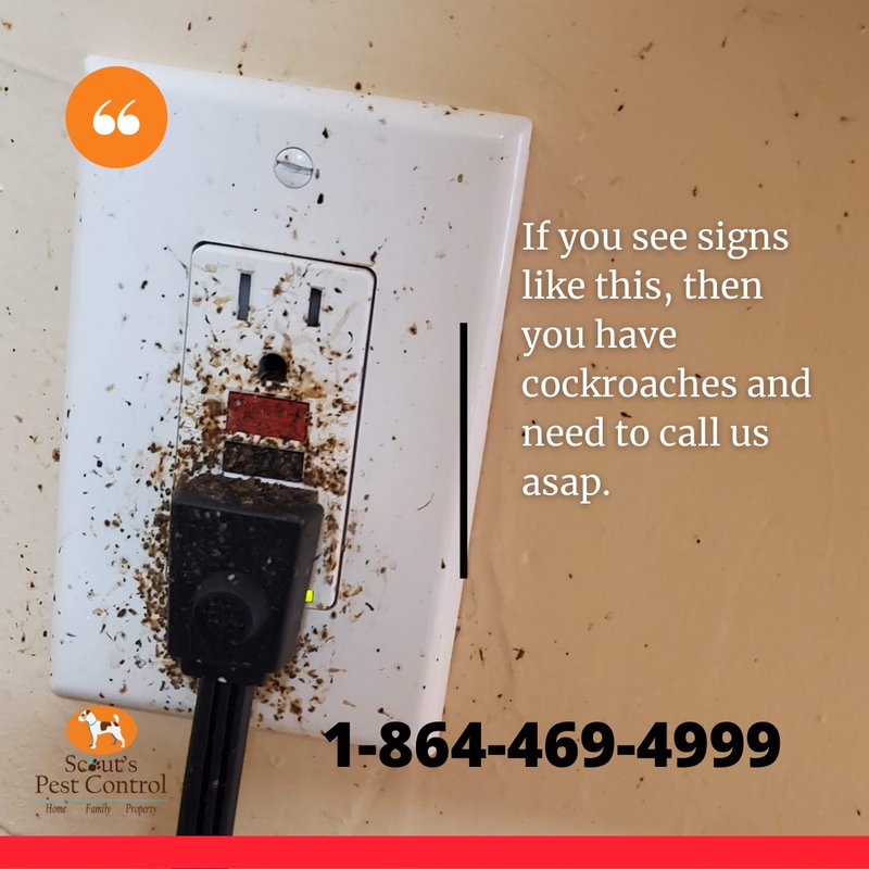dangers of cockroaches