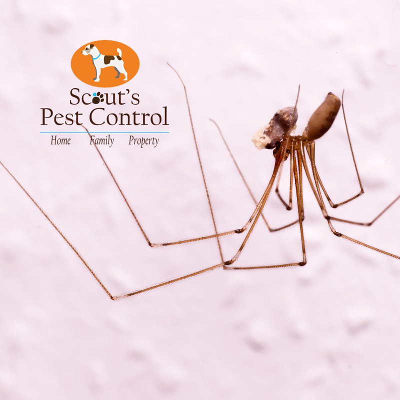 daddy longlegs