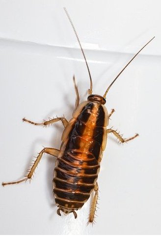dangers of cockroaches