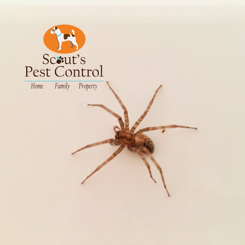 brown recluse mistaken for house spider