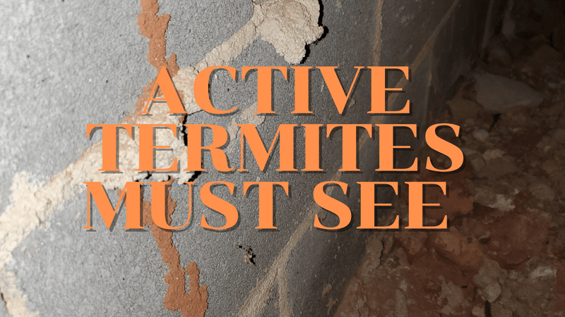 termite swarming season