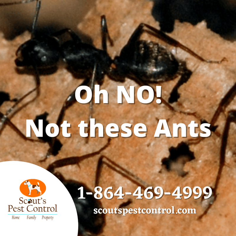 carpenter ants