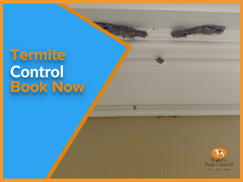 termite control