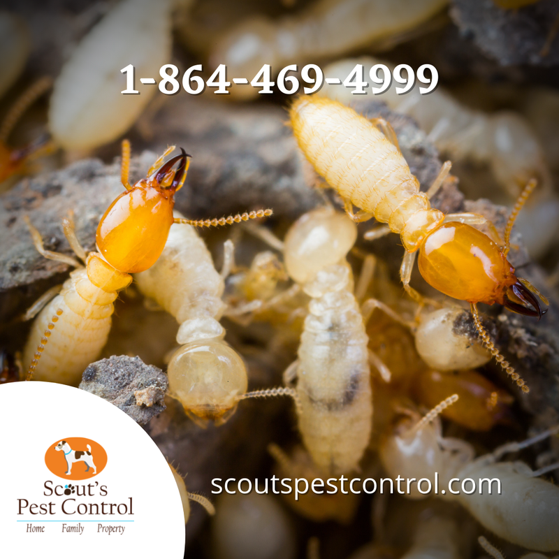 termite control