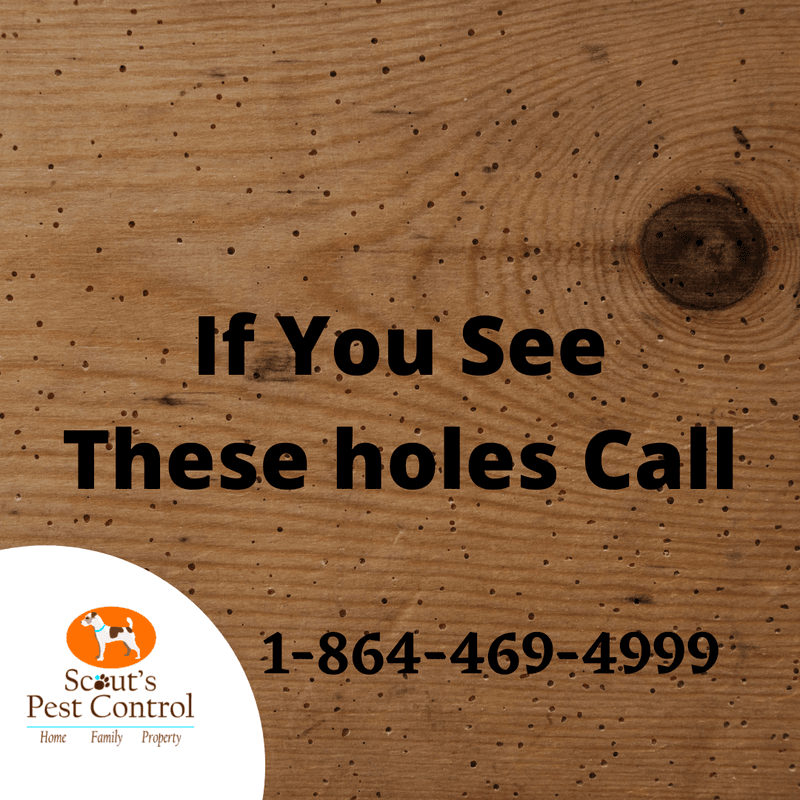 wood damaging insects - wood worm
