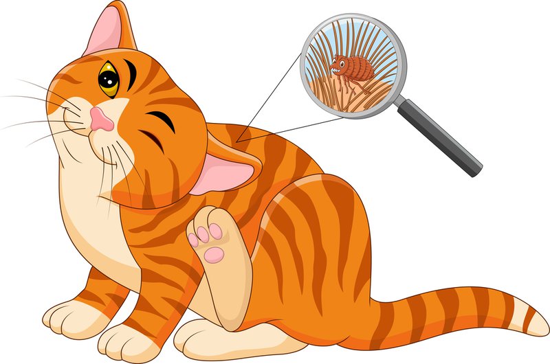 dangers of fleas in your home