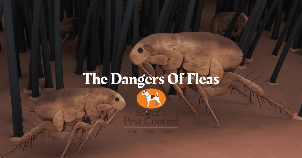 The Dangers Of Fleas In Your Home