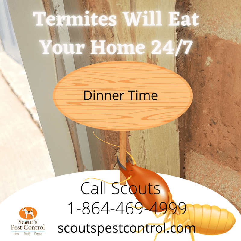 crawl space termites invasion