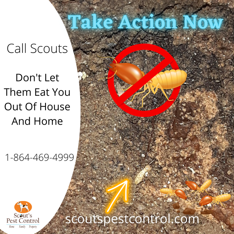 termite invasion