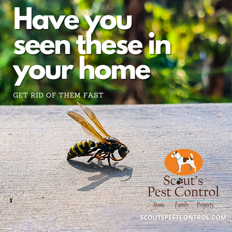 yellow jacket's sting