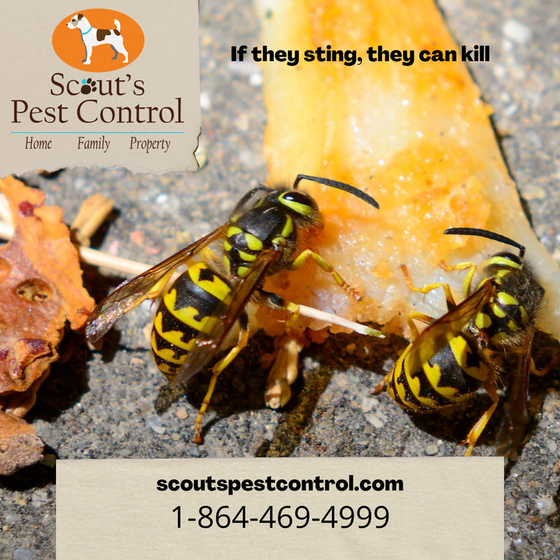 yellow jacket sting