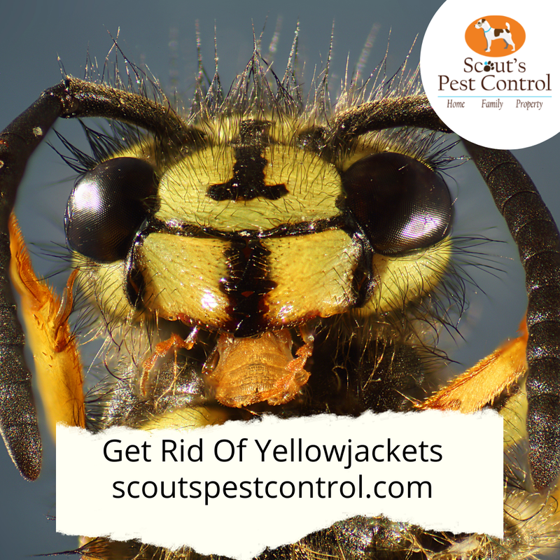 yellow jacket sting