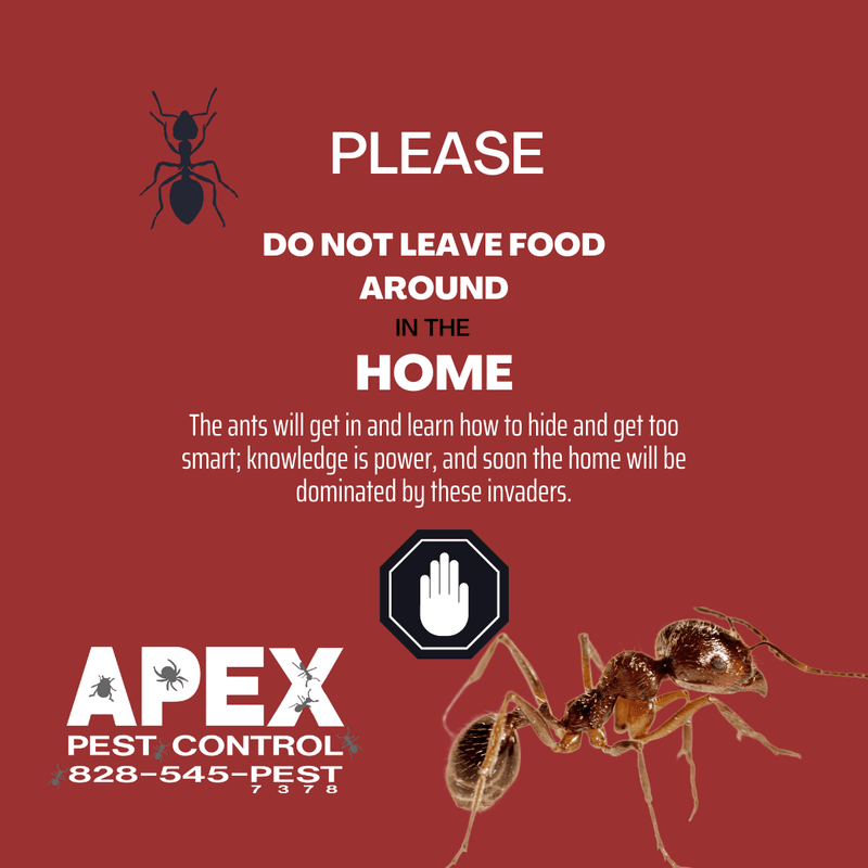 ant infestation
