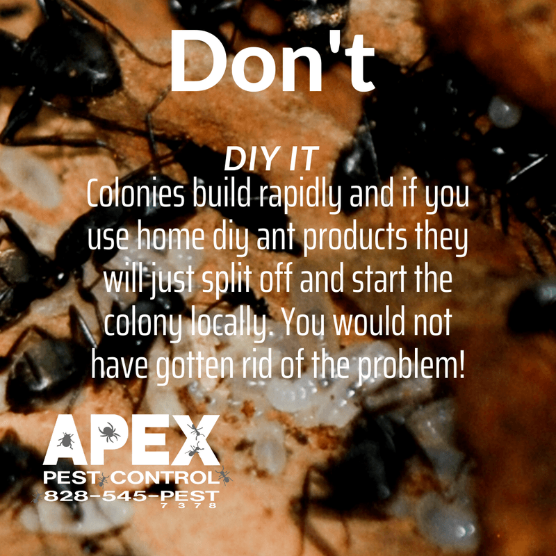 carpenter ants