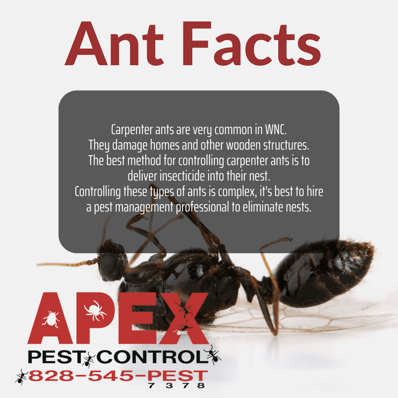 carpenter ant infestation