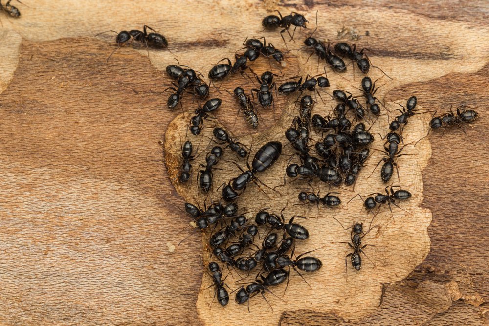 How To Spot A Carpenter Ant Infestation cover
