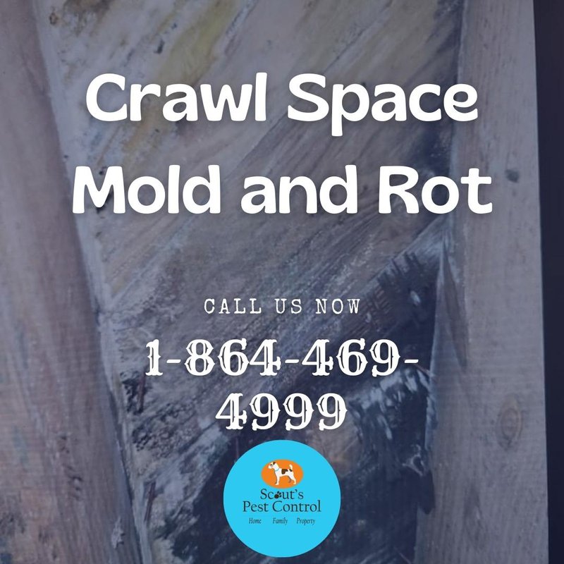 mold in the crawl space
